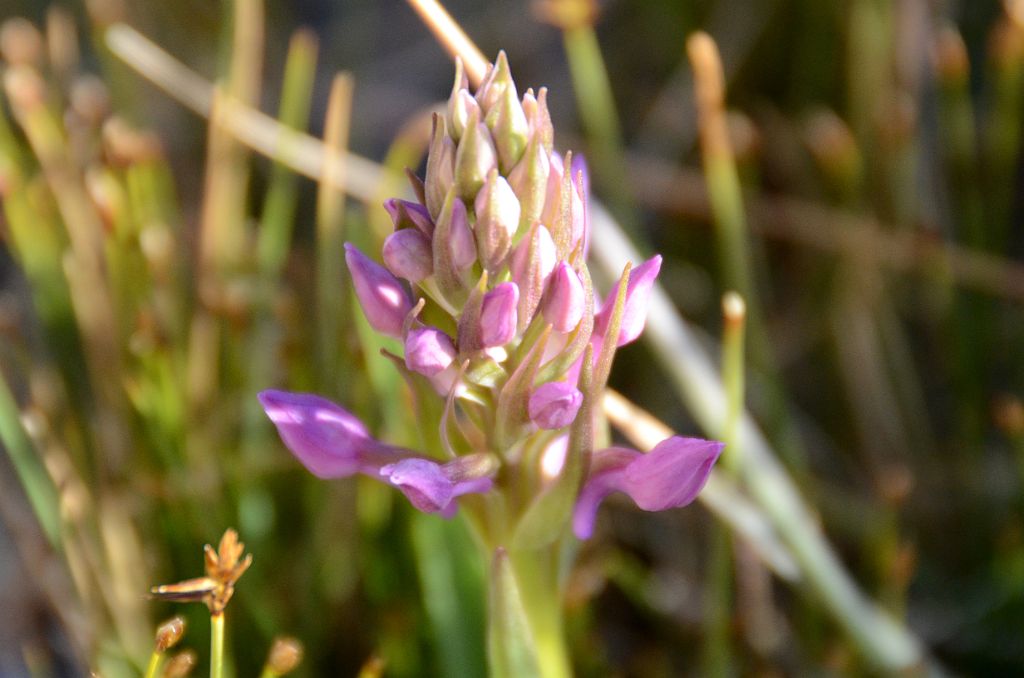 28 Cluster Of Purple Flowers About To Open Close Up At Kerqin Camp In The Shaksgam Valley On Trek To K2 North Face In China